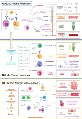 The Importance of Metabolism for Immune Homeostasis in Allergic Diseases